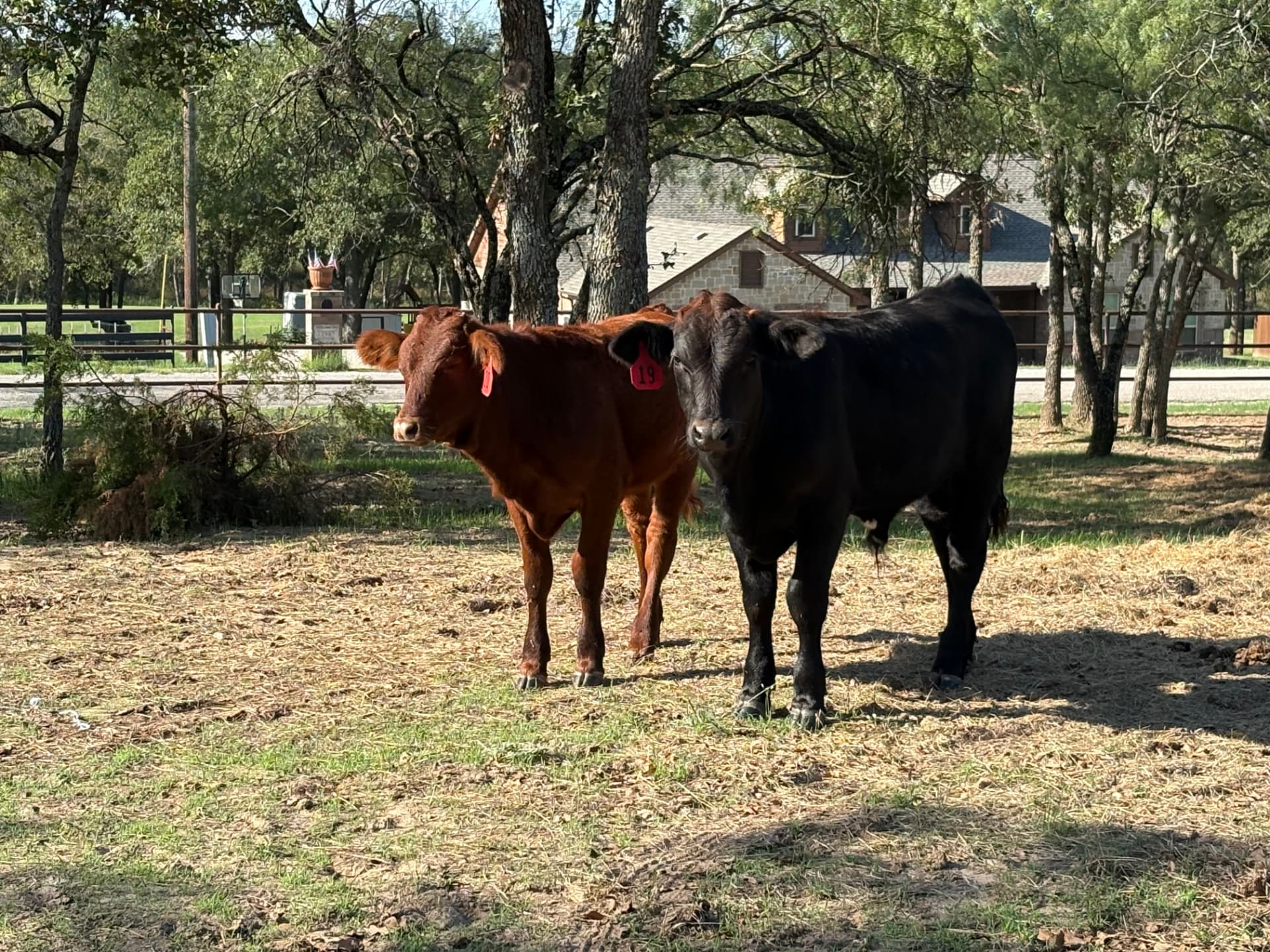 Two growing steers standing in the shade at Flying Spur Ranch