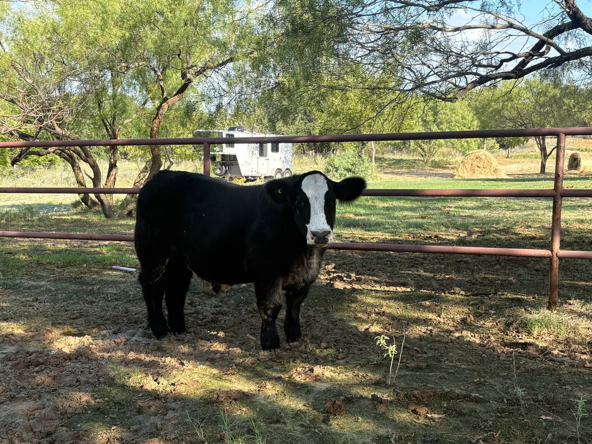 A black baldy steer by the pipe fence at Flying Spur Ranch
